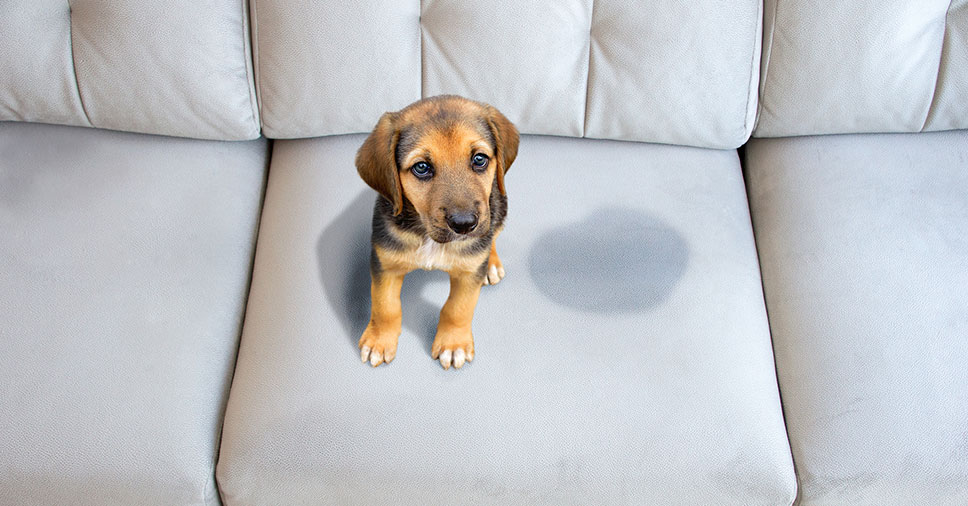 Cachorro fez xixi no sofá: 3 modos de tirar mancha e cheiro!